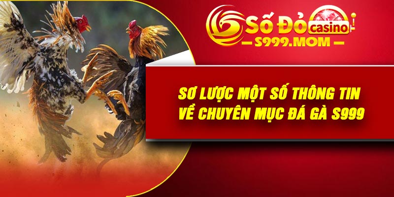 Sơ lược một số thông tin về chuyên mục đá gà S999